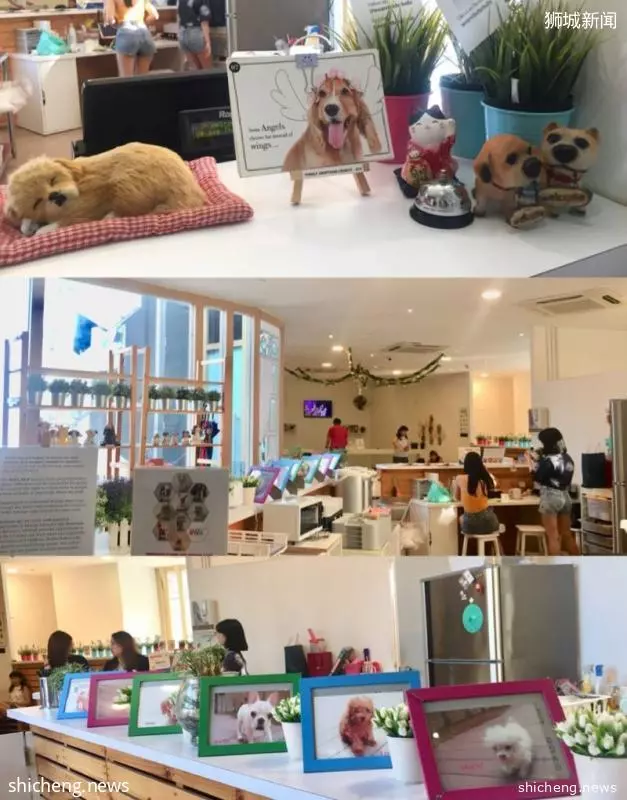 高能预警新加坡萌宠来袭还等什么