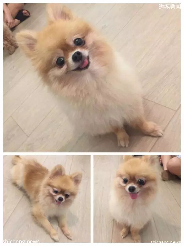 高能预警新加坡萌宠来袭还等什么