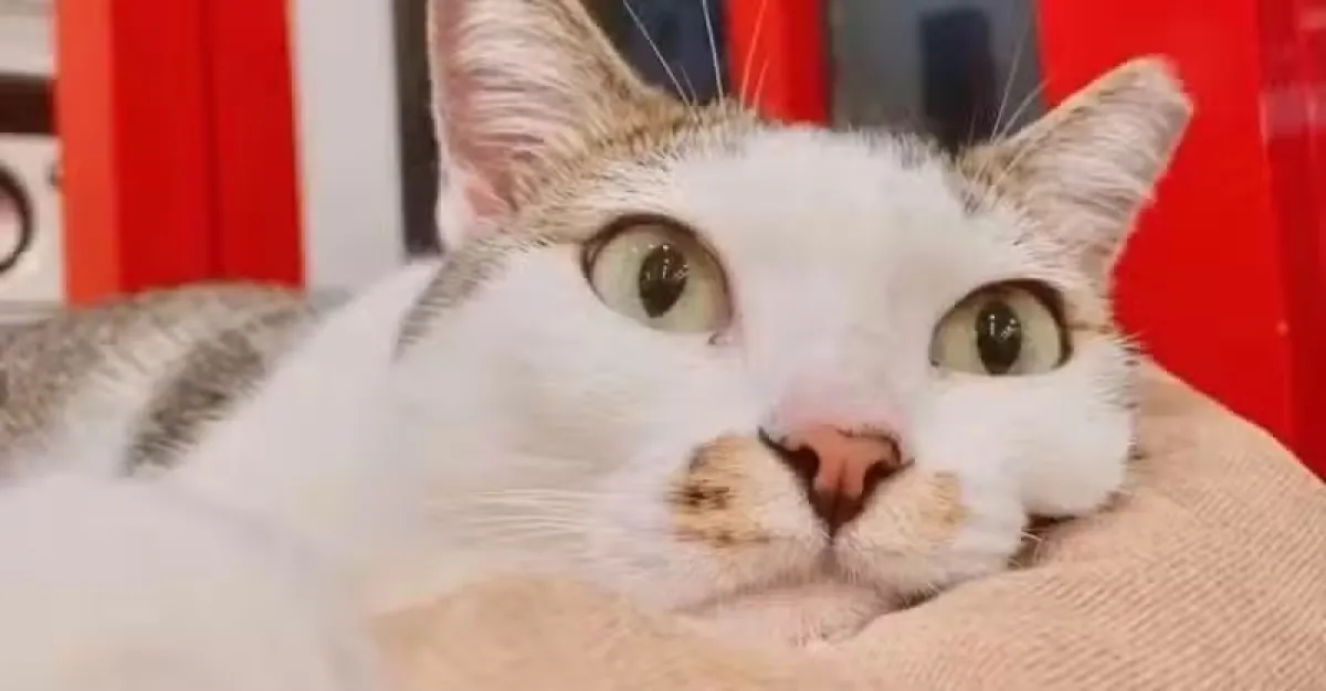 新加坡超治愈猫咖盘点！一起吸猫吧 | 狮城新闻 | 新加坡新闻